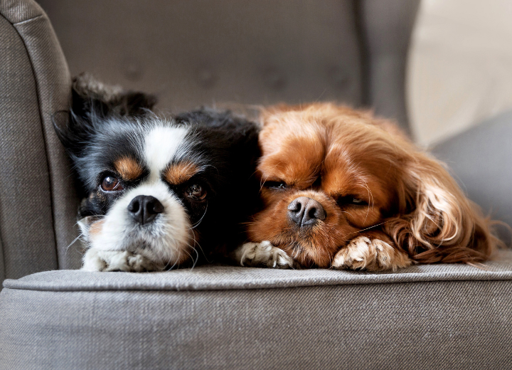 シニアペットの介護と看取りの際のポイント